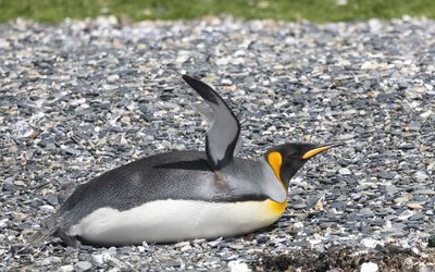 King Penguin / Koningspinguïn / Aptenodytes patagonicus