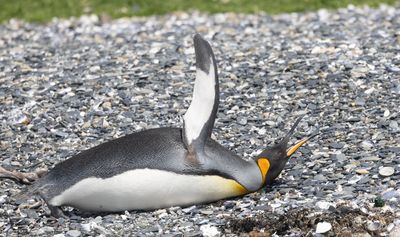 King Penguin / Koningspinguïn / Aptenodytes patagonicus