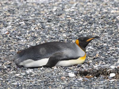 King Penguin / Koningspinguïn / Aptenodytes patagonicus