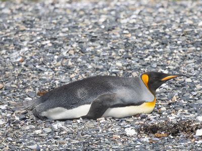 King Penguin / Koningspinguïn / Aptenodytes patagonicus