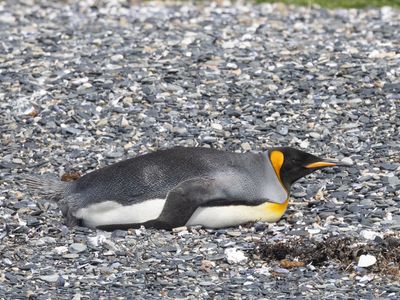 King Penguin / Koningspinguïn / Aptenodytes patagonicus
