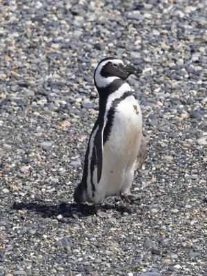 Magellanic Penguin / Magelhaenpinguïn / Spheniscus magellanicus