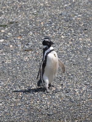 Magellanic Penguin / Magelhaenpinguïn / Spheniscus magellanicus