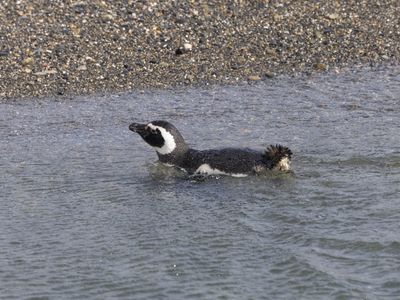 Magellanic Penguin / Magelhaenpinguïn / Spheniscus magellanicus