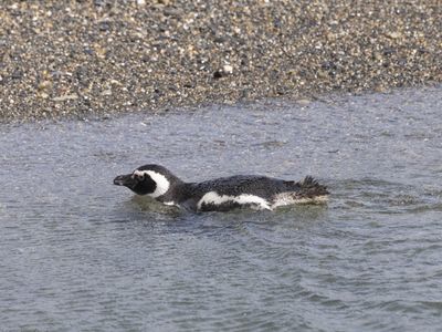 Magellanic Penguin / Magelhaenpinguïn / Spheniscus magellanicus