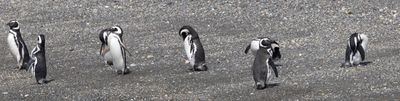 Magellanic Penguin / Magelhaenpinguïn / Spheniscus magellanicus