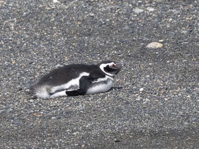 Magellanic Penguin / Magelhaenpinguïn / Spheniscus magellanicus