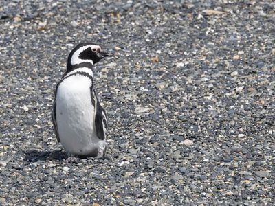 Magellanic Penguin / Magelhaenpinguïn / Spheniscus magellanicus