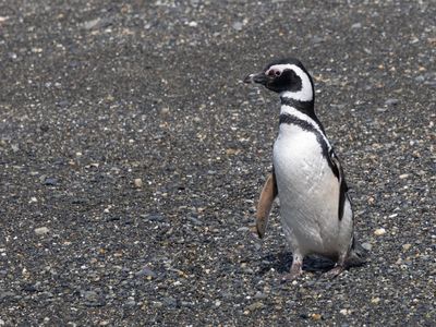 Magellanic Penguin / Magelhaenpinguïn / Spheniscus magellanicus