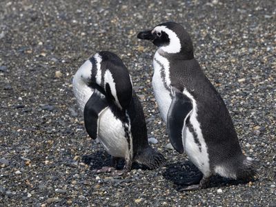 Magellanic Penguin / Magelhaenpinguïn / Spheniscus magellanicus