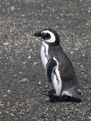 Magellanic Penguin / Magelhaenpinguïn / Spheniscus magellanicus