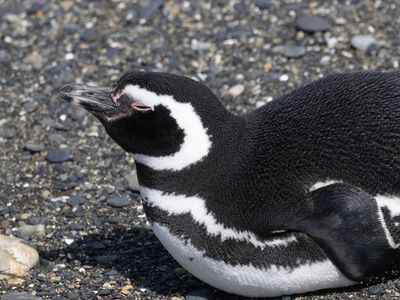 Magellanic Penguin / Magelhaenpinguïn / Spheniscus magellanicus