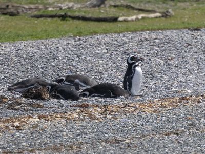 Magellanic Penguin / Magelhaenpinguïn / Spheniscus magellanicus