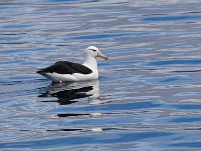 Black-browed Albatros / Wenkbrauwalbatros / Thalassarche melanophris