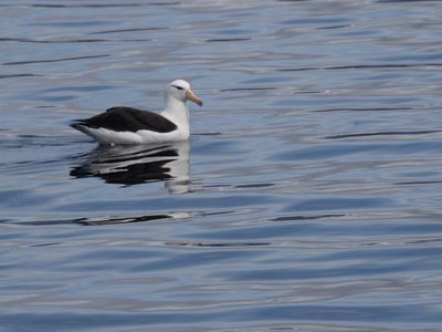 Black-browed Albatros / Wenkbrauwalbatros / Thalassarche melanophris