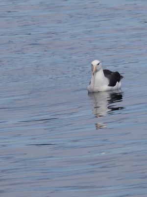 Black-browed Albatros / Wenkbrauwalbatros / Thalassarche melanophris