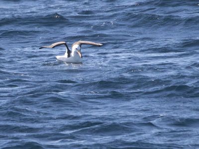 Black-browed Albatros / Wenkbrauwalbatros / Thalassarche melanophris