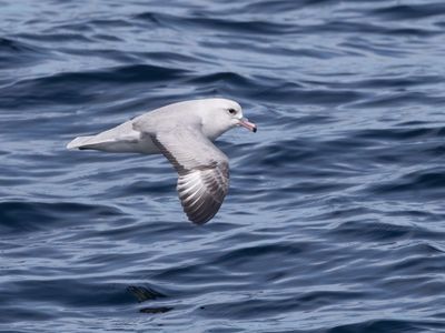 Southern Fulmar / Grijze Stormvogel / Fulmarus glacialoides
