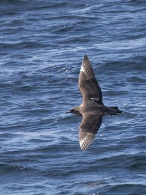 Chilean Skua / Chileense Grote Jager / Stercorarius chilensis