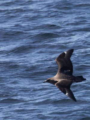 Chilean Skua / Chileense Grote Jager / Stercorarius chilensis