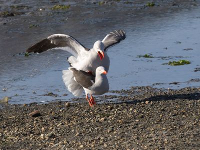 Dolphin Gull / Dolfijnmeeuw / Leucophaeus scoresbii