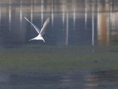 South American Tern / Zuid-Amerikaanse visdief / South American ternSterna hirundinacea