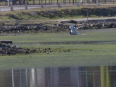 South American Tern / Zuid-Amerikaanse visdief / South American ternSterna hirundinacea