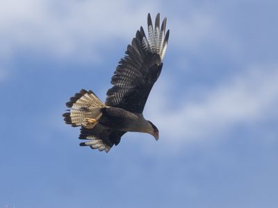 Crested Caracara / Kuifcaracara / Caracara plancus