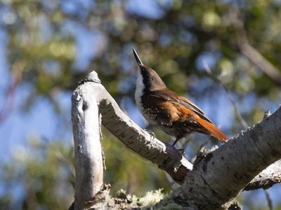 White-throated Treerunner / Witkeelboomjager / Pygarrhichas albogularis