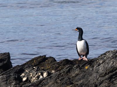 Rock Shag / Magelhaenaalscholver / Leucocarbo magellanicus