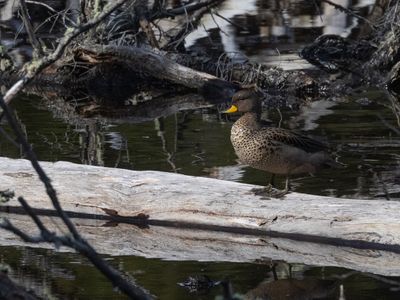 Speckled Teal / Chileense Taling / Anas flavirostris