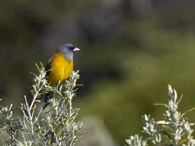 Patagonian Sierra Finch / Patagonische Sierragors / Phrygilus patagonicus