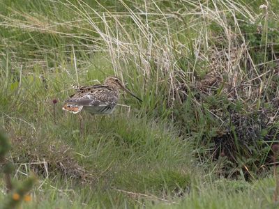 Magellanic Snipe / Magelhaensnip / Gallinago magellanica