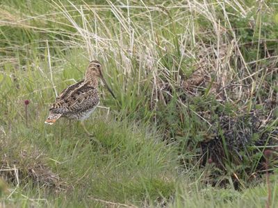 Magellanic Snipe / Magelhaensnip / Gallinago magellanica