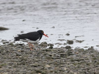 Magellanic Oystercatcher / Magelhaenscholekster / Haematopus leucopodus