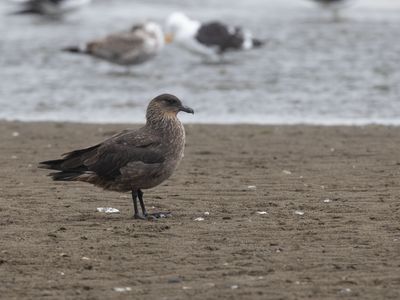 Chilean Skua / Chileense Grote Jager / Stercorarius chilensis