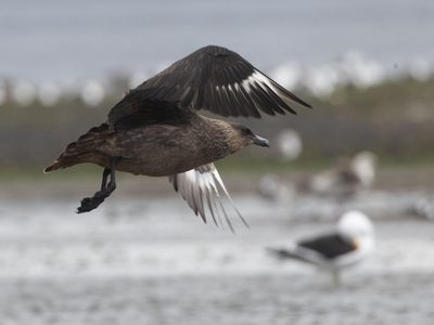 Chilean Skua / Chileense Grote Jager / Stercorarius chilensis