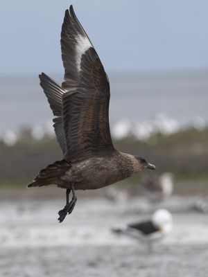 Chilean Skua / Chileense Grote Jager / Stercorarius chilensis