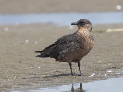 Chilean Skua / Chileense Grote Jager / Stercorarius chilensis