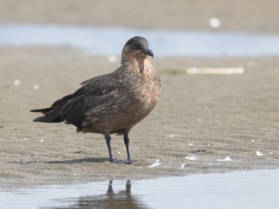 Chilean Skua / Chileense Grote Jager / Stercorarius chilensis