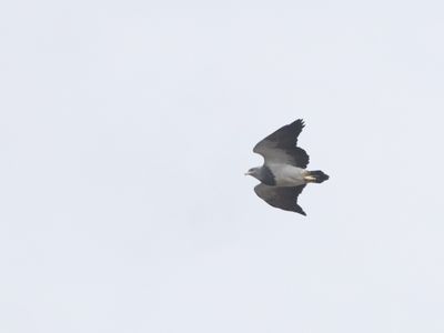Black-chested Buzzard-Eagle / Grijze Arendbuizerd / Geranoaetus melanoleucus