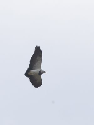 Black-chested Buzzard-Eagle / Grijze Arendbuizerd / Geranoaetus melanoleucus