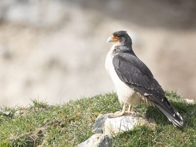 White-throated Caracara / Witkeelcaracara / Phalcoboenus albogularis