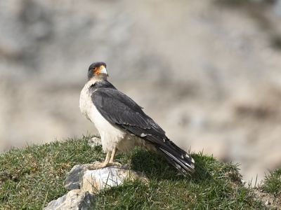 White-throated Caracara / Witkeelcaracara / Phalcoboenus albogularis