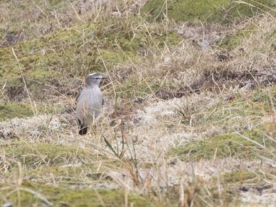 Ochre-naped Ground Tyrant / Geelnekgrondtiran / Muscisaxicola flavinucha