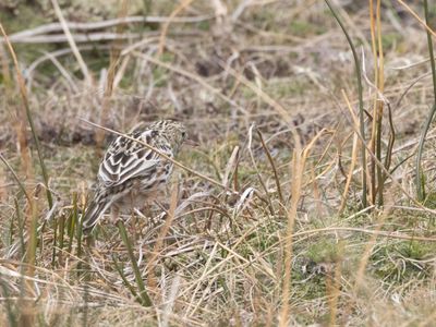 Correndera Pipit / Correnderapieper / Anthus correndera