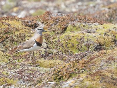 Rufous-chested Dotterel / Patagonische Plevier / Zonibyx modestus