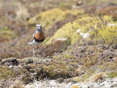 Rufous-chested Dotterel / Patagonische Plevier / Zonibyx modestus