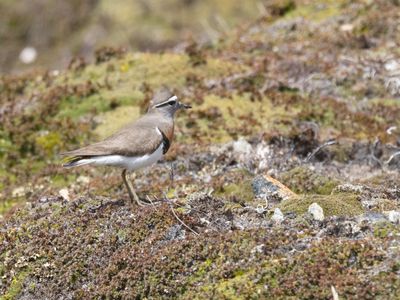 Rufous-chested Dotterel / Patagonische Plevier / Zonibyx modestus