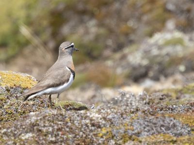 Rufous-chested Dotterel / Patagonische Plevier / Zonibyx modestus